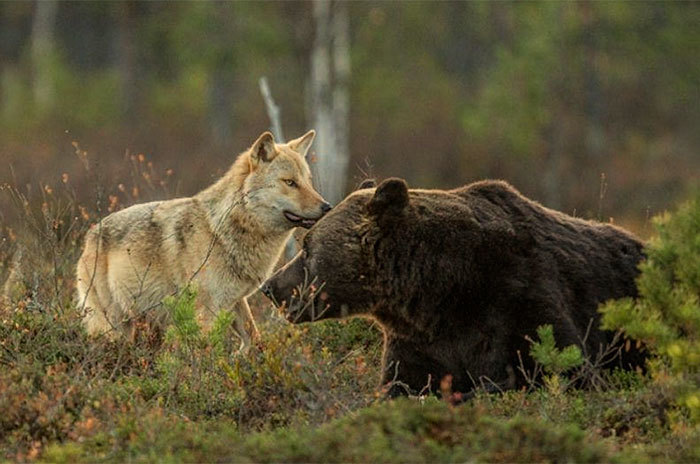 Волк и медведь