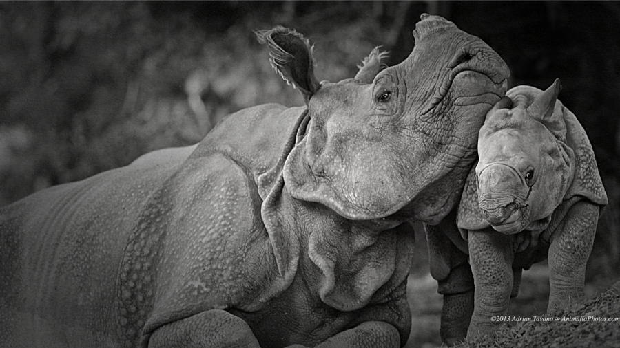 Пост восхищения носорогами