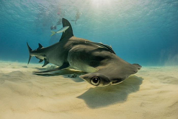 Прекраснейший мир акул в фотографиях