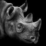 Пост восхищения носорогами