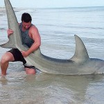Австралиец ловит акул голыми руками