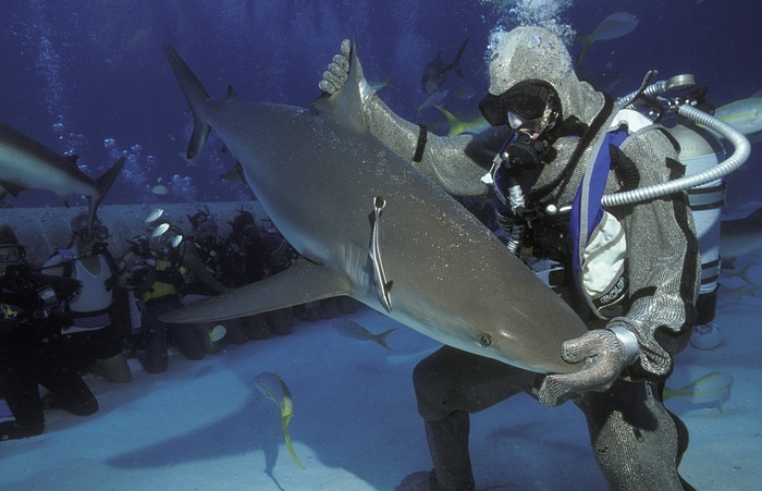 Прекраснейший мир акул в фотографиях