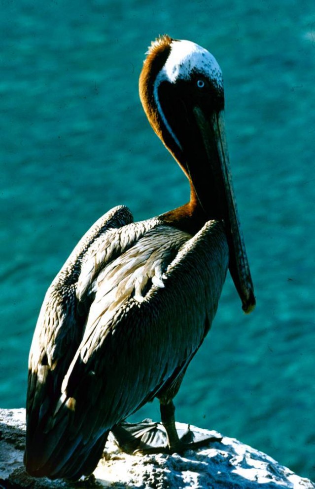 Бурый пеликан 