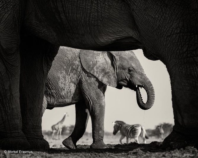 Забавные, яркие, необычные фотографии животных на конкурсе Wildlife Photographer of the Year 2015