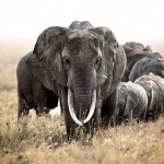 Голоса из Саванны: проект о проблеме вымирания видов в Африке