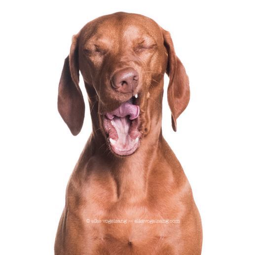 Фотогеничность собак в серии забавных снимков