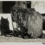 Ретро-фотографии котов 20-х годов прошлого века