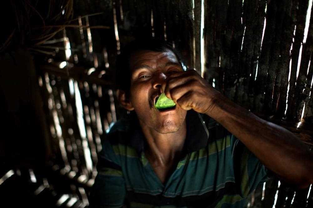 От полей до ноздрей: путешествие кокаина в фотографиях