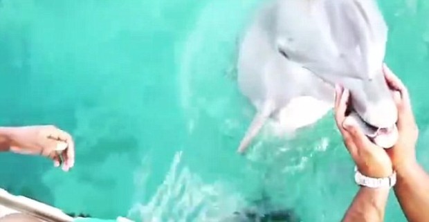 Дельфин вернул девушке потерянный в океане iPhone
