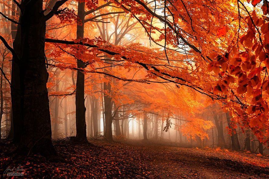 Осенняя окраска леса в фотографиях 