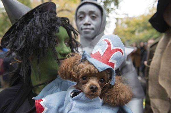 «Собачий парад» в Нью-Йорке