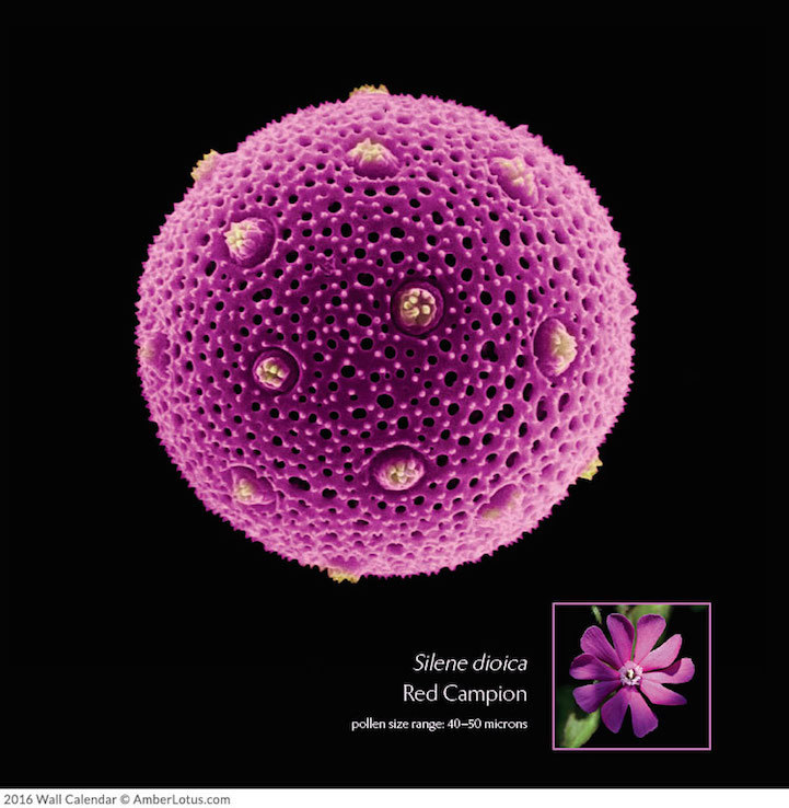 Как выглядят растения под микроскопом