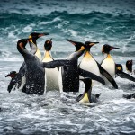 Великолепные снимки Антарктиды фотографа Алекса Бернаскони