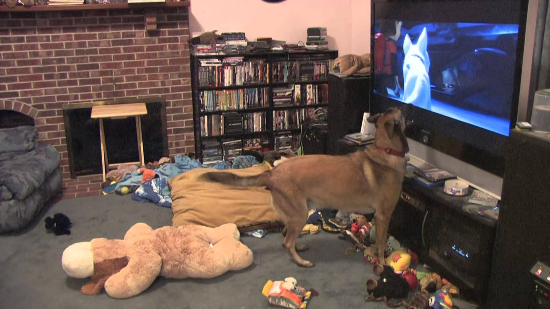 Собака сходит с ума от просмотра своего любимого фильма