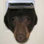 Медведь застрял в форточке и стал хитом интернета