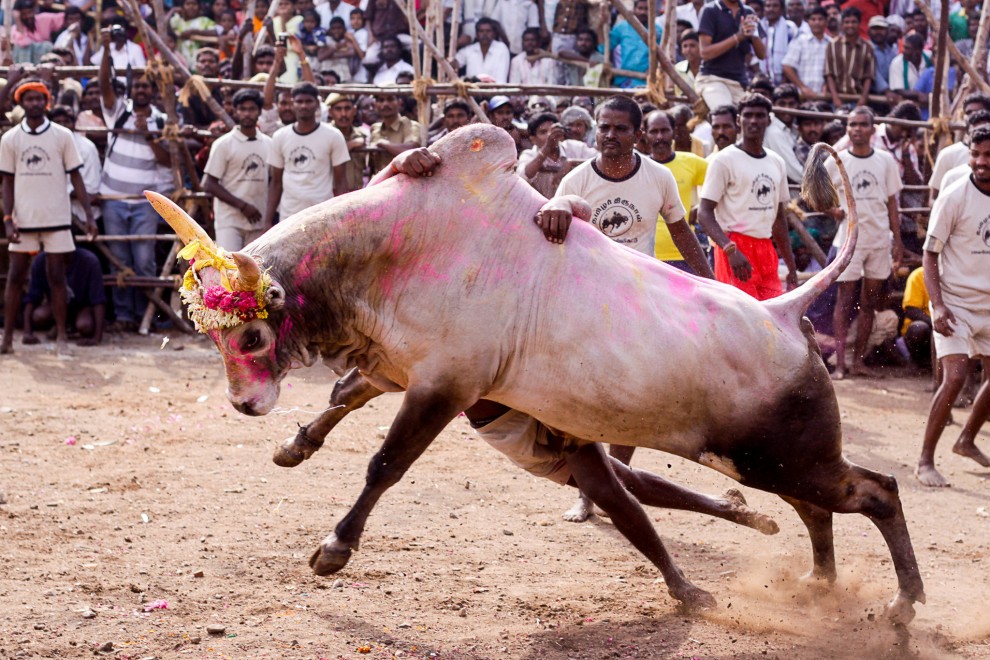 Укрощение быков в Индии
