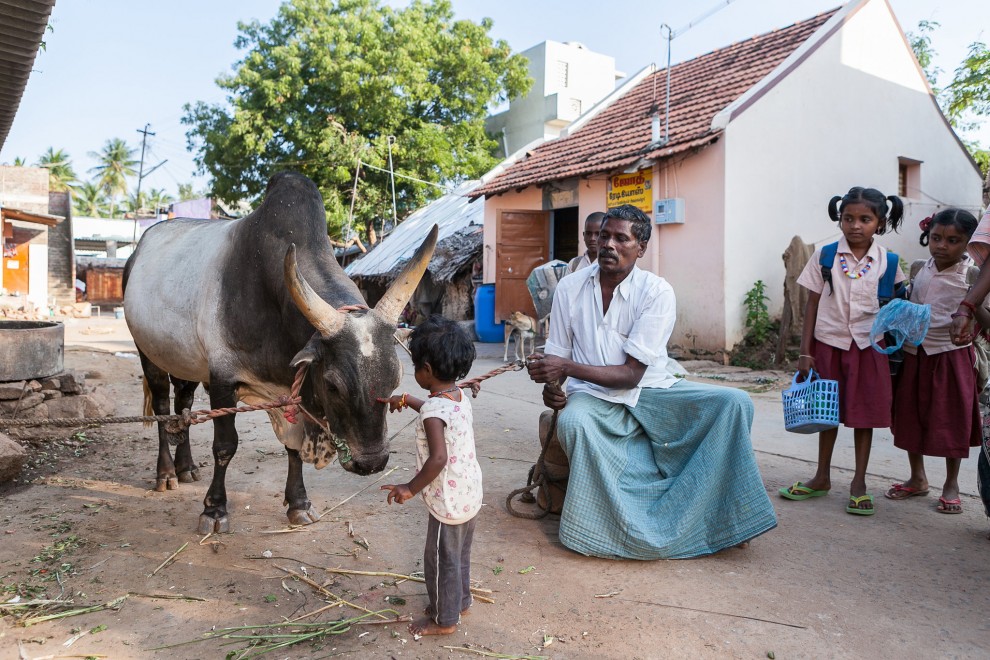 Укрощение быков в Индии