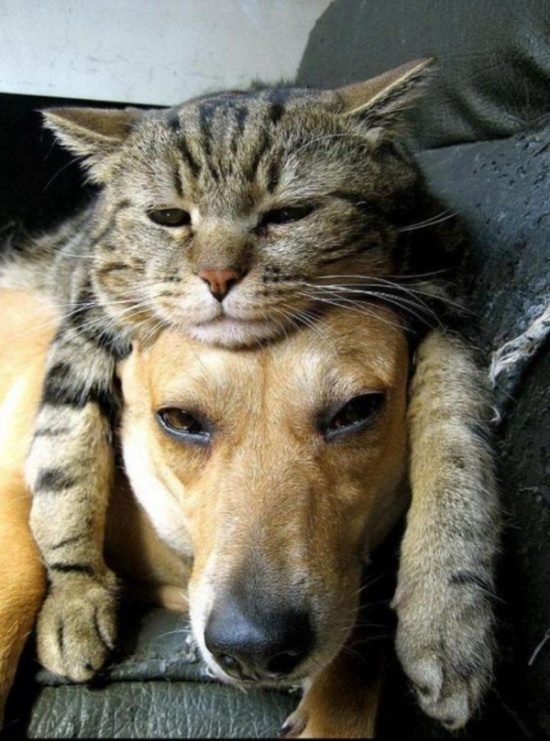 Забавные фотографии дружбы собак и кошек