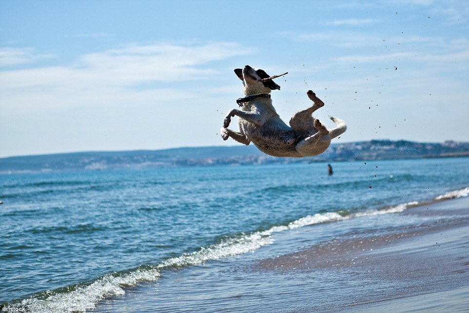 Собаки бросили вызов гравитации в серии забавных фотографий