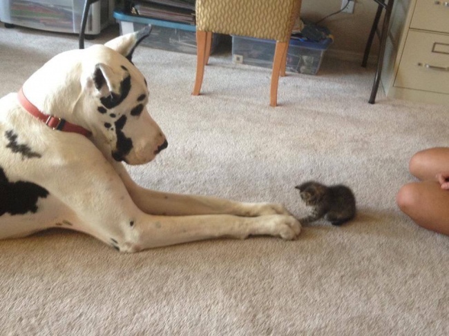 Забавные фотографии дружбы собак и кошек
