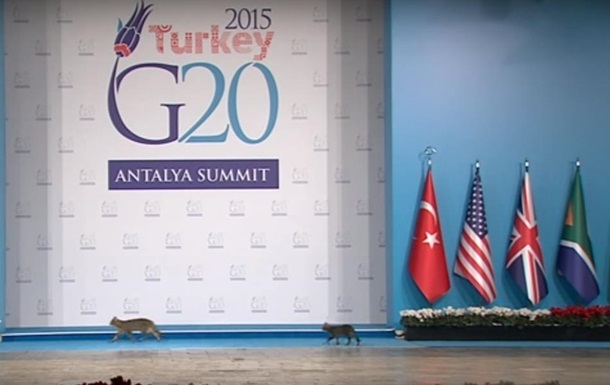 Турецкие коты прошли по следам мировых лидеров на саммите G20
