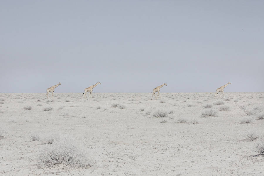 Одиночество в пустыне Намиб