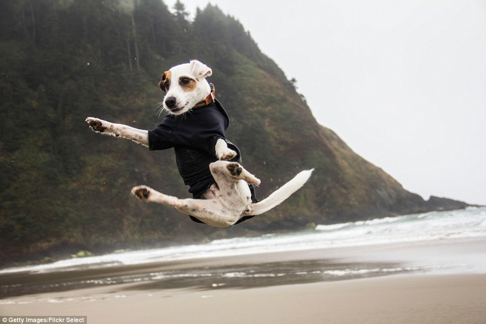 Собаки бросили вызов гравитации в серии забавных фотографий