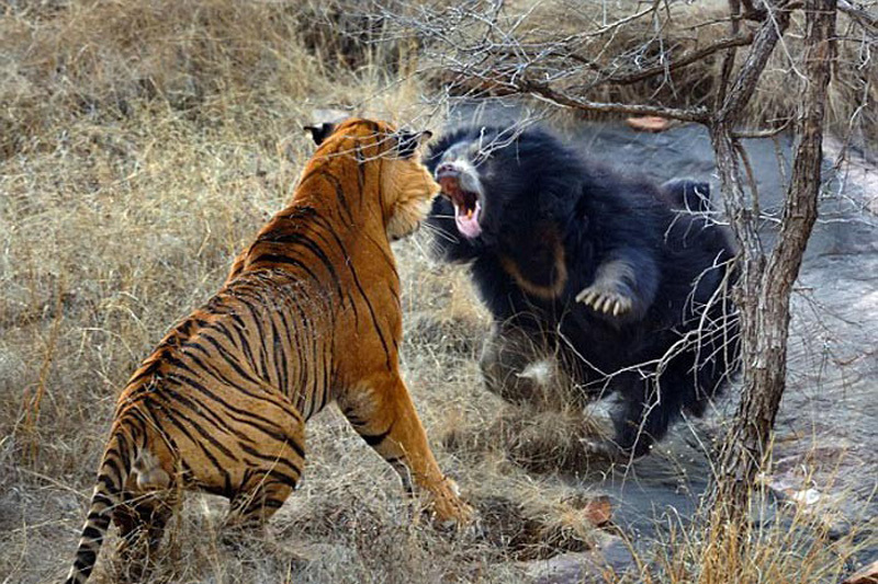 Как выглядят жестокие бои в дикой природе