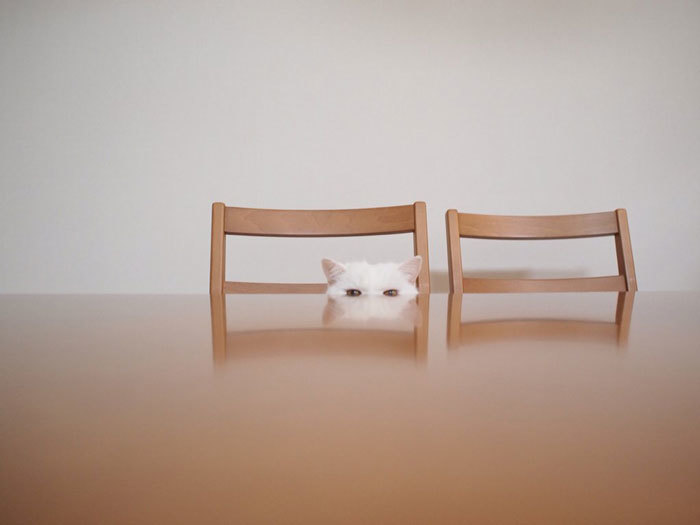 Самая ленивая кошка стала главной знаменитостью Японии