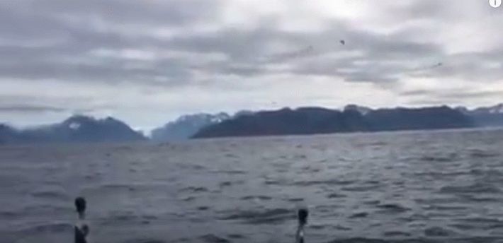 Мужчин снимал на видео спокойное море, пока не появились неожиданные гости 