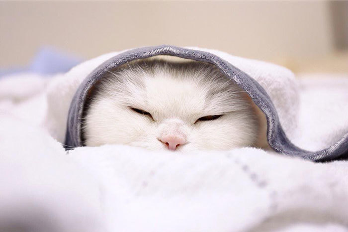Самая ленивая кошка стала главной знаменитостью Японии