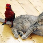 Как попугаи раздражают кошек