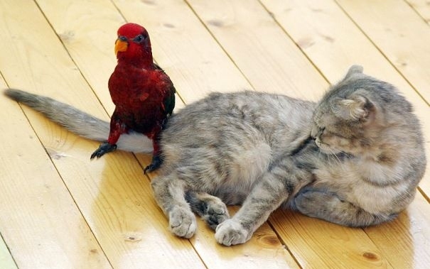 Как попугаи раздражают кошек 
