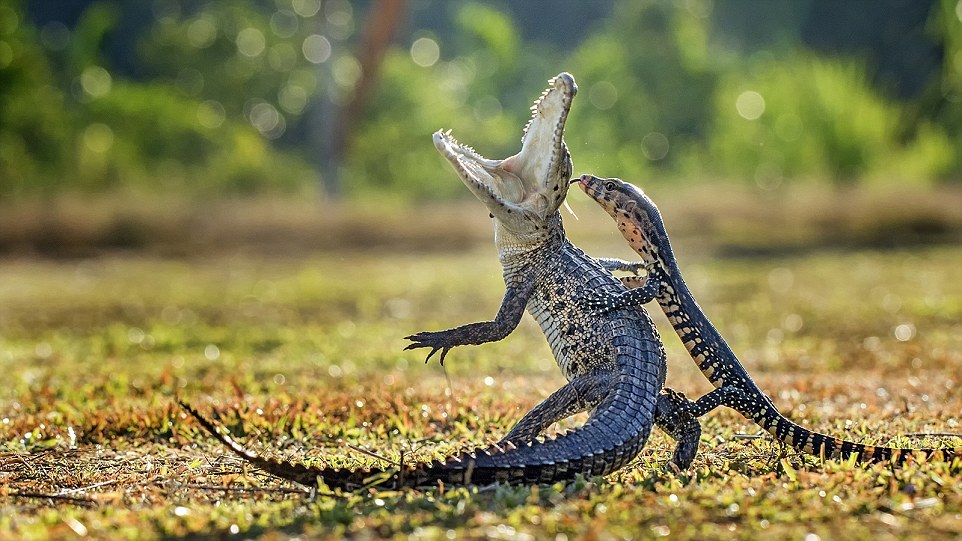 Крокодил и ящерица