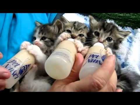 Маленькие котята пьют молоко из бутылочек