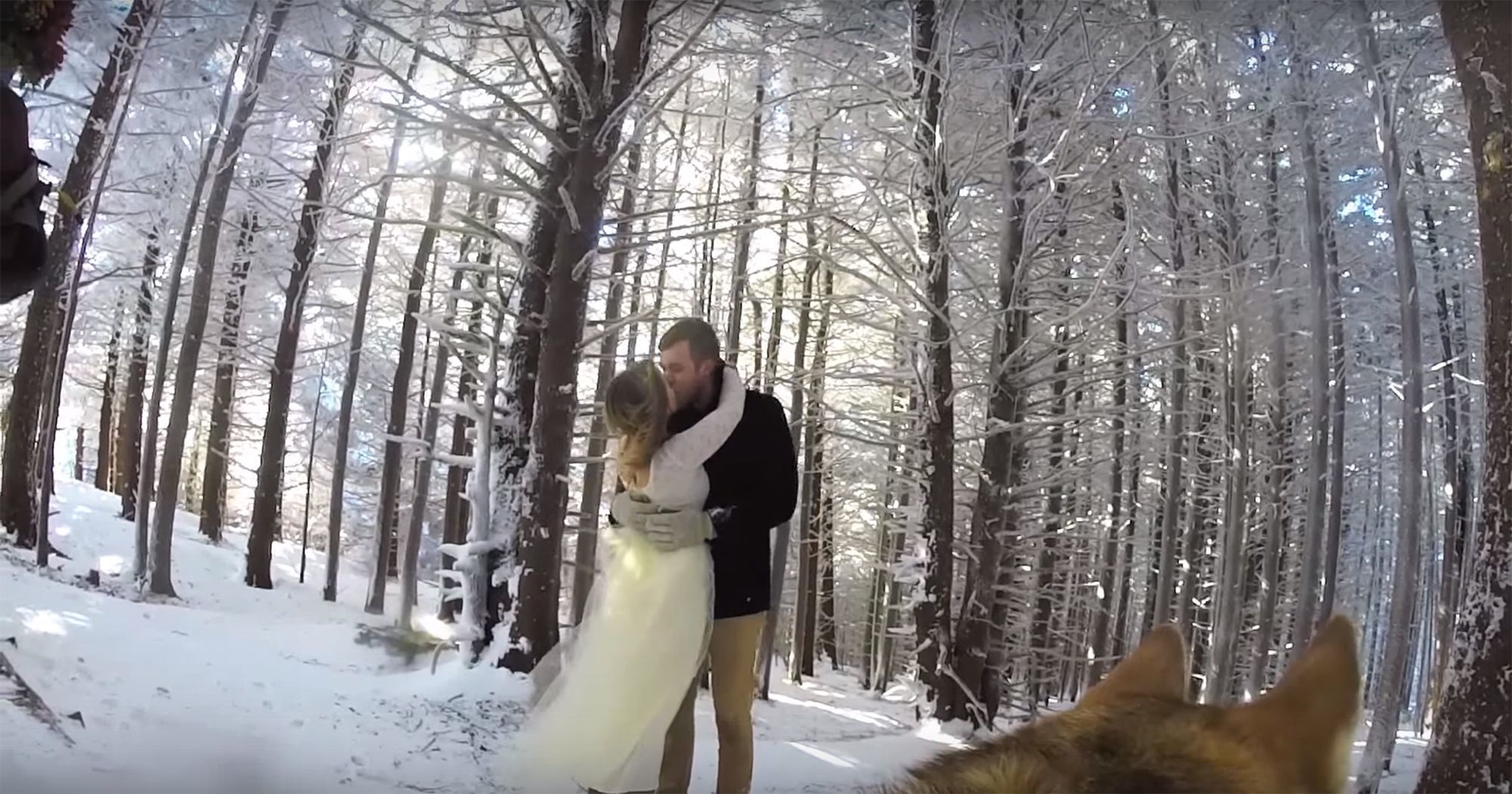 Пара доверила своей собаке снимать их свадьбу, и получилось самое красивое свадебное видео