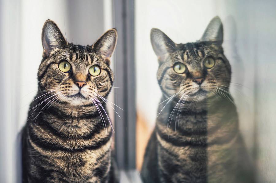 Вдохновение, навеянное котами: самые красивые портреты пушистых любимцев