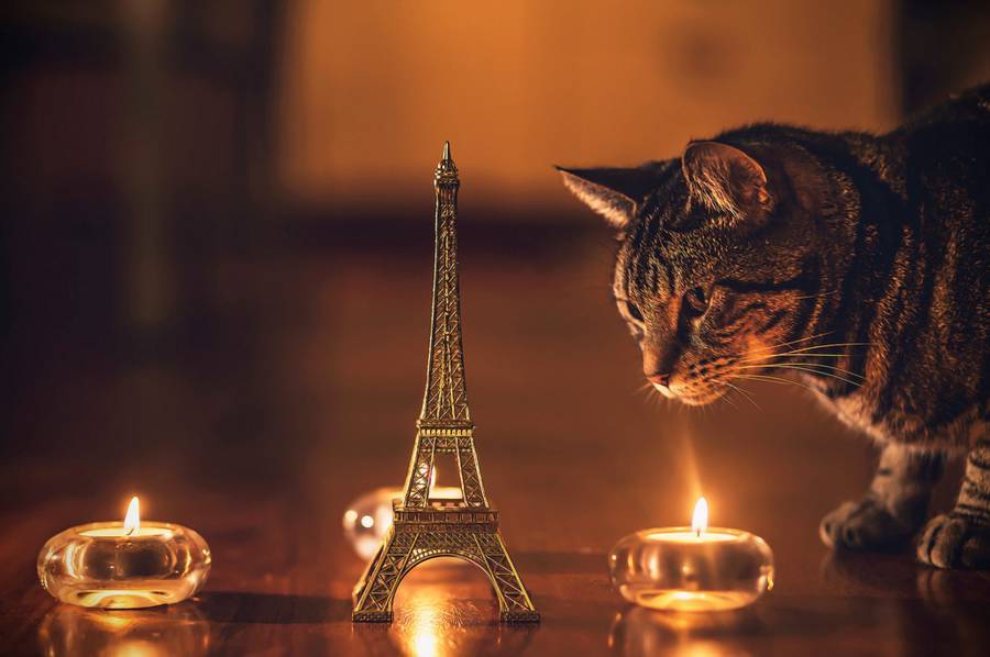 Вдохновение, навеянное котами: самые красивые портреты пушистых любимцев