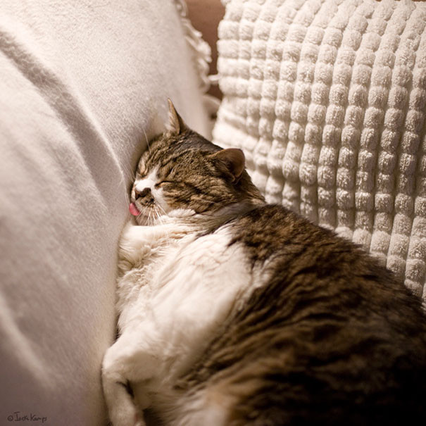Позитивные фотографии, доказывающие, что коты могут спать где угодно