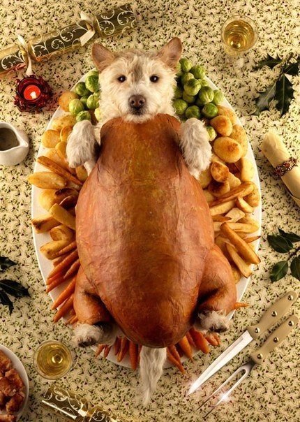 Фотограф делает креативные рождественские открытки с помощью своего пса