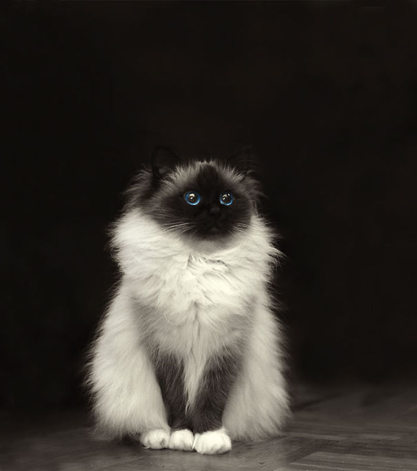 10 самых пушистых кошек в мире