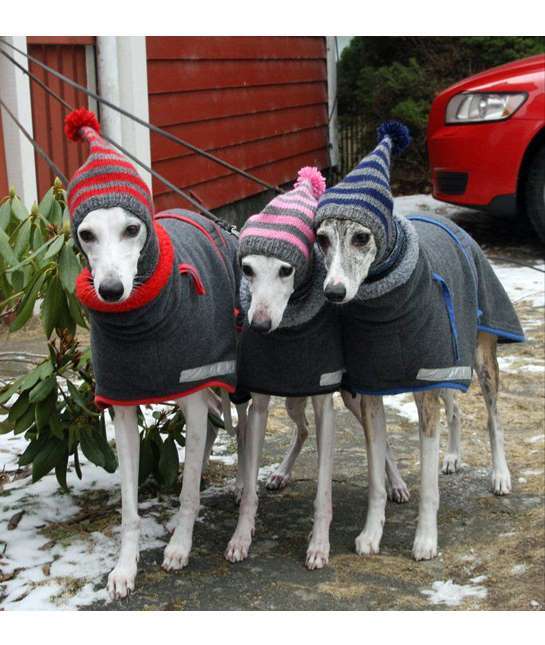 9 собак, которые готовы к зимним холодам