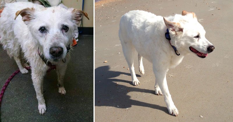 Бездомные собаки до и после обретения семьи