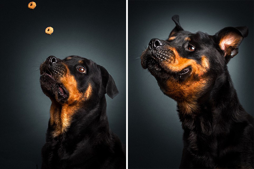 Веселые фотографии собак, пытающихся поймать летящие угощения