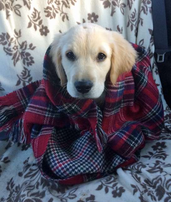 9 собак, которые готовы к зимним холодам