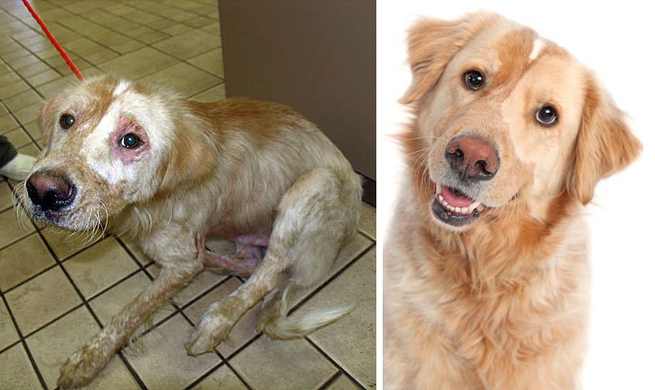Бездомные собаки до и после обретения семьи
