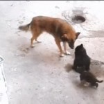 Интернет взорвал ролик, где кошка привела котят, чтобы познакомить их с собакой