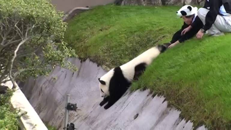Эпичный побег панды от сотрудников зоопарка