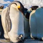 Как самцы императорских пингвинов заботятся о своём потомстве