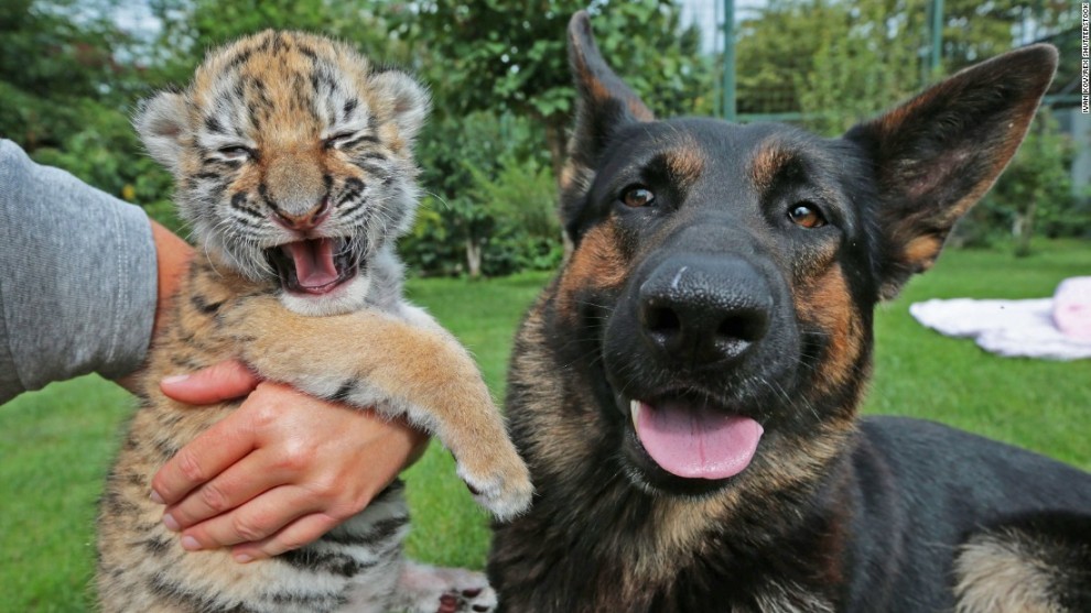 Тигрёнок и собака